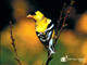 American Goldfinch