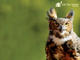 Great Horned Owl 