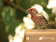 House Finch 