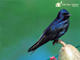 Purple Martin 