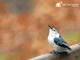White-breasted Nuthatch 
